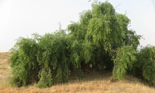 ⁦بذور شجرة الأراك 🌳⁩ - الصورة ⁦2⁩