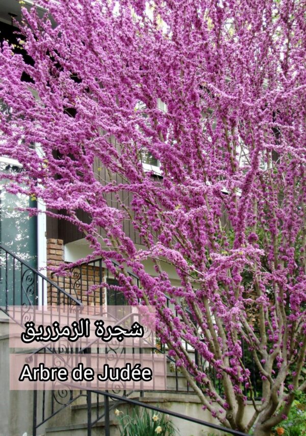⁦بذور شجرة الزمزريق⁩ - الصورة ⁦4⁩