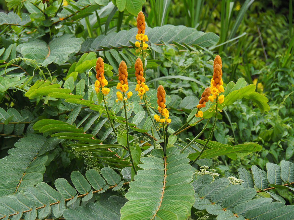 بذور شجرة الشمعدان الاصفر - الصورة 2