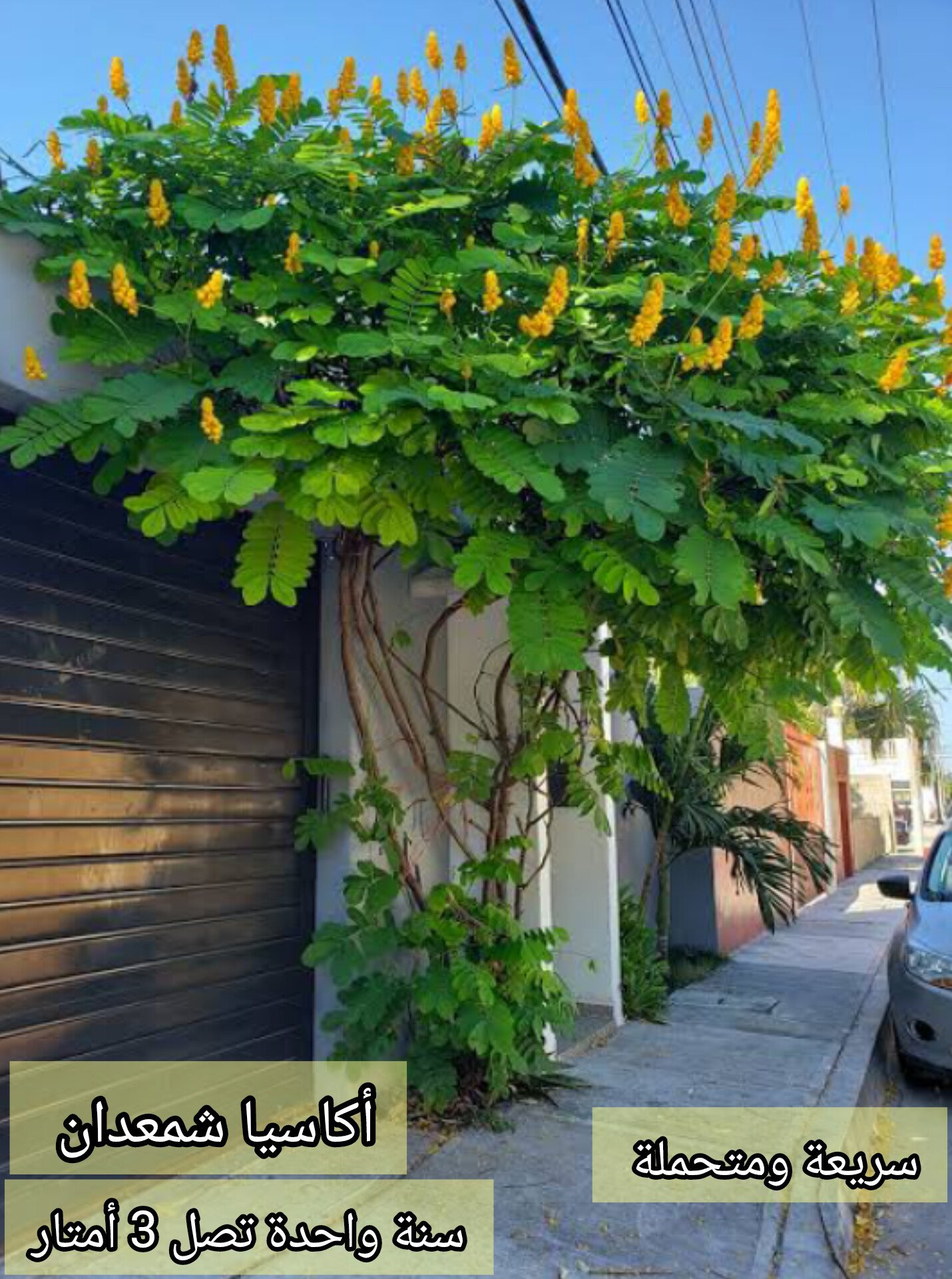 بذور شجرة الشمعدان الاصفر
