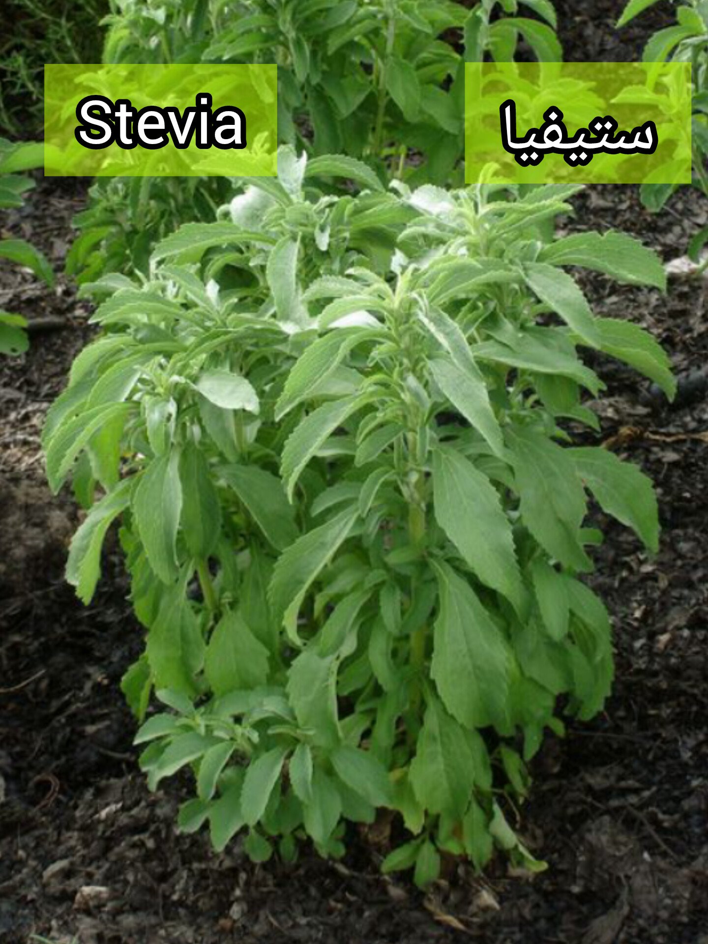 بذور نبتة ستيفيا السكرية Stevia - الصورة 4