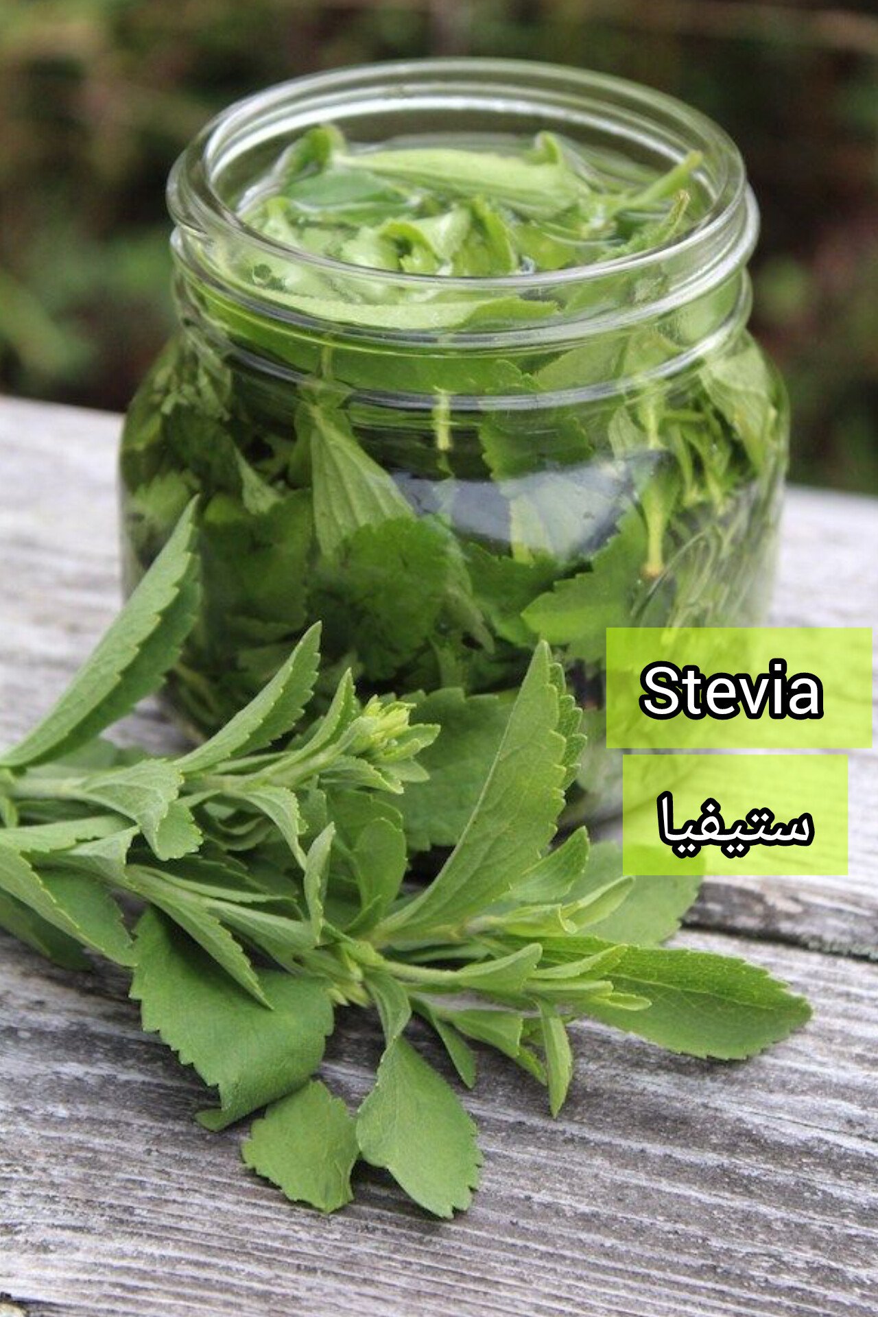 بذور نبتة ستيفيا السكرية Stevia - الصورة 2