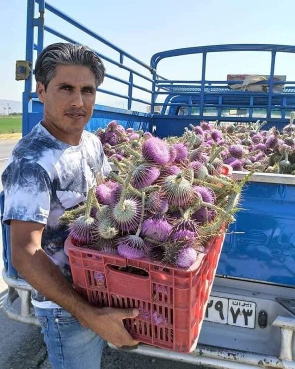 ⁦بذور شوك الجمل⁩ - الصورة ⁦4⁩