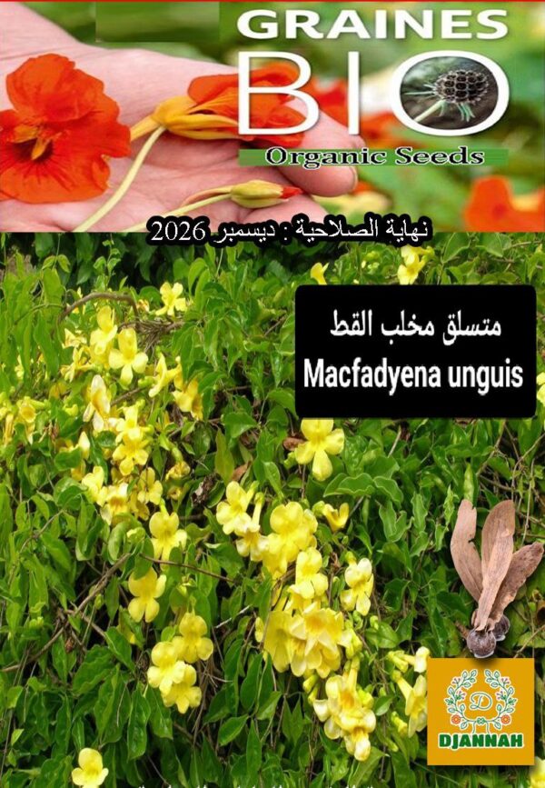بذور شجرة مخلب القط متسلقة