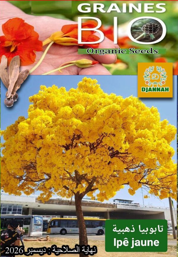 بذور شجرة التابوبيا الذهبية 🌟🌳
