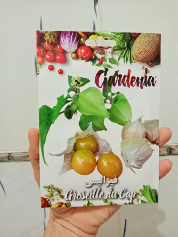 بذور فاكهة فيزاليس