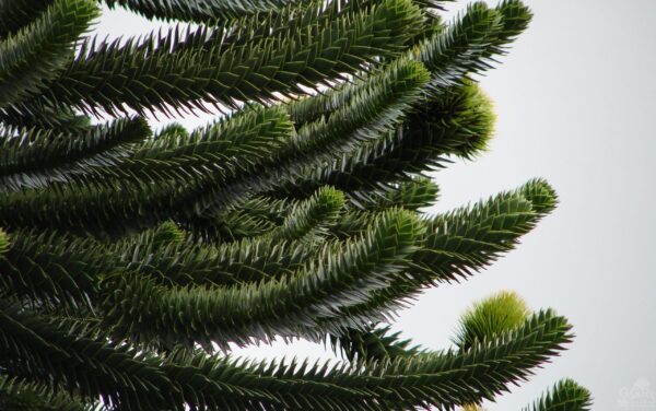 ⁦بذور شجرة الأروكاريا 🌲⁩ - الصورة ⁦3⁩