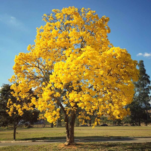 ⁦بذور شجرة التابوبيا الذهبية 🌟🌳⁩ - الصورة ⁦3⁩