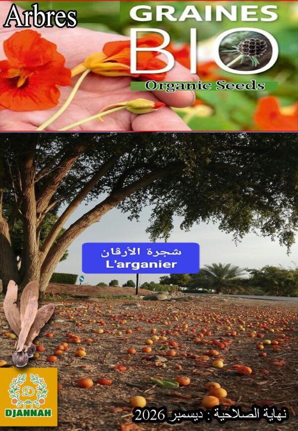 بذور شجرة الأرغان