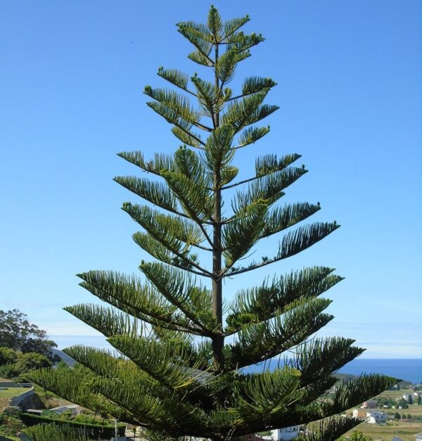 ⁦بذور شجرة الأروكاريا 🌲⁩ - الصورة ⁦2⁩