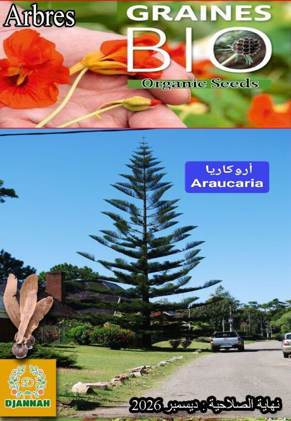 بذور شجرة الأروكاريا 🌲