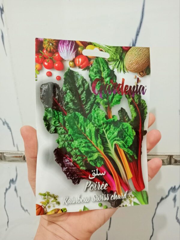 بذور سلق قوس قزح