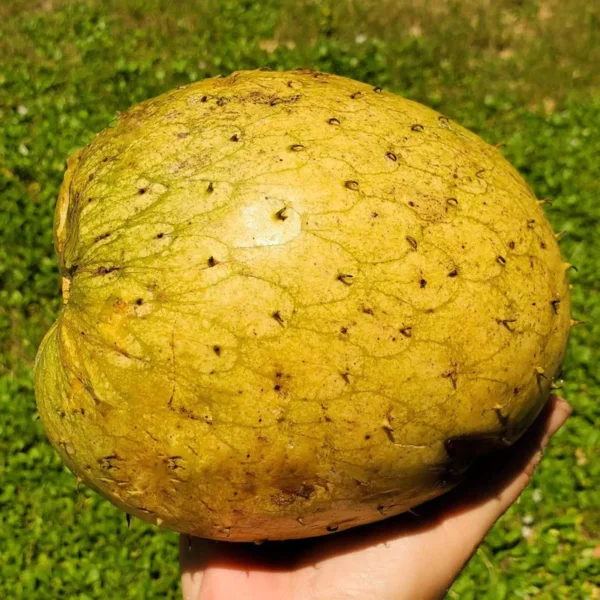 ⁦بذور فاكهة الأنونا الصفراء كبيرة الحجم⁩ - الصورة ⁦3⁩