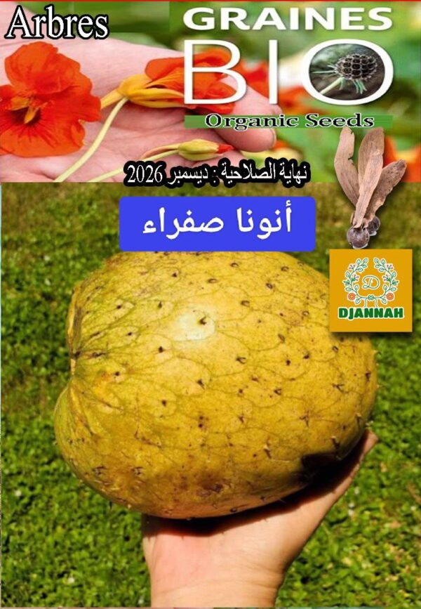 بذور فاكهة الأنونا الصفراء كبيرة الحجم