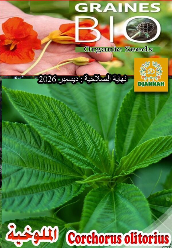 بذور الملوخية