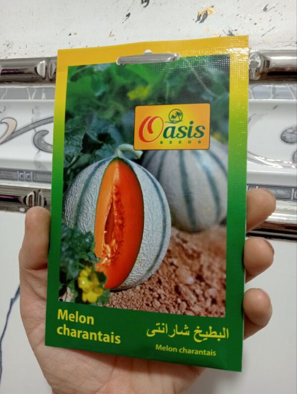 oasis بذور البطيخ شارانتي