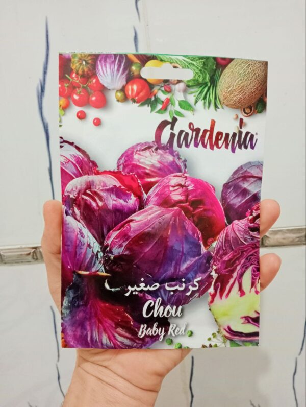 بذور الكرنب الصغير
