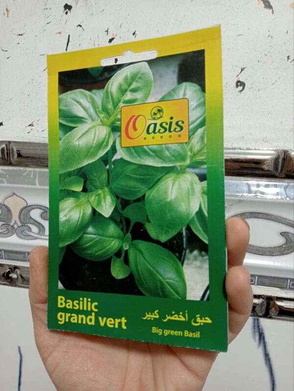 بذور الحبق الكبير