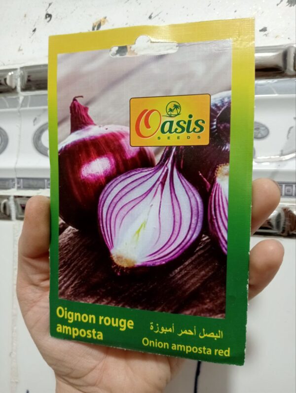 بذور البصل الأحمر