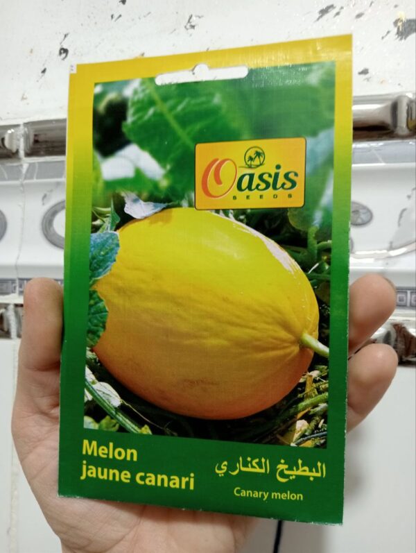بذور البطيخ الأصفر الكناري