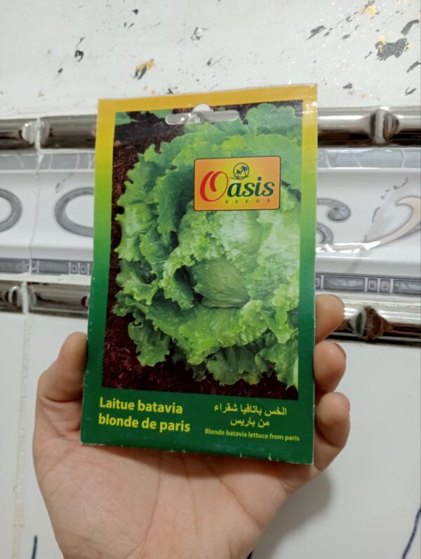 بذور الخس الأشقر