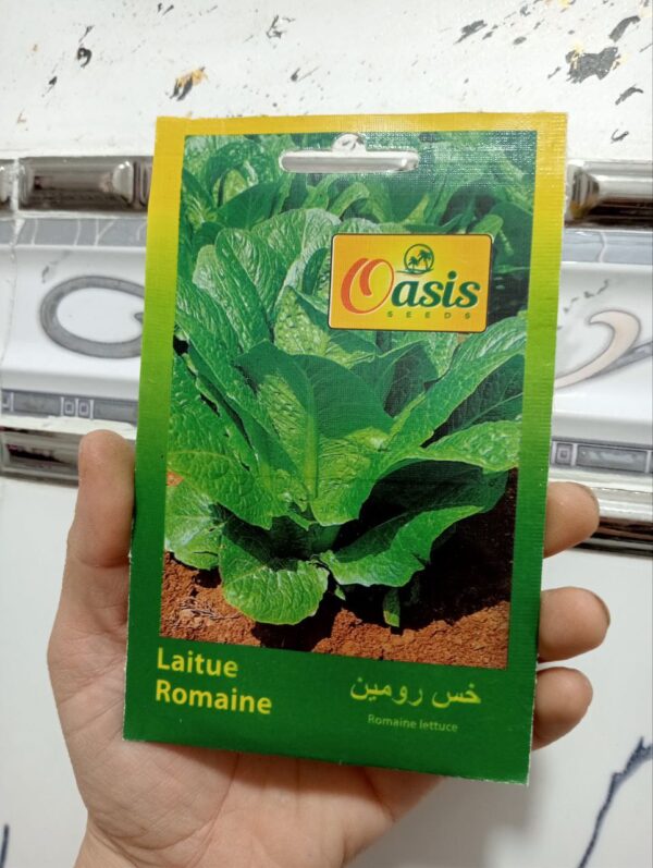 بذور الخس الروماني