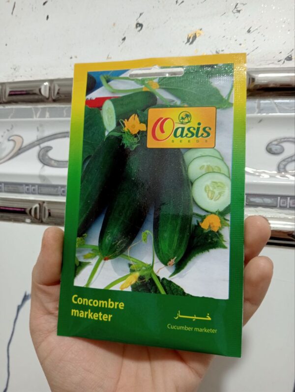 بذور الخيار