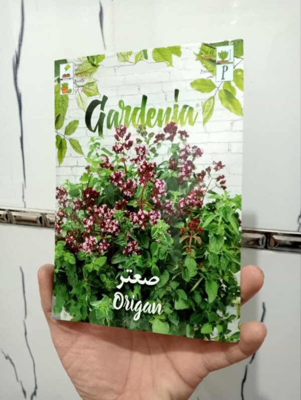 بذور الصعتر