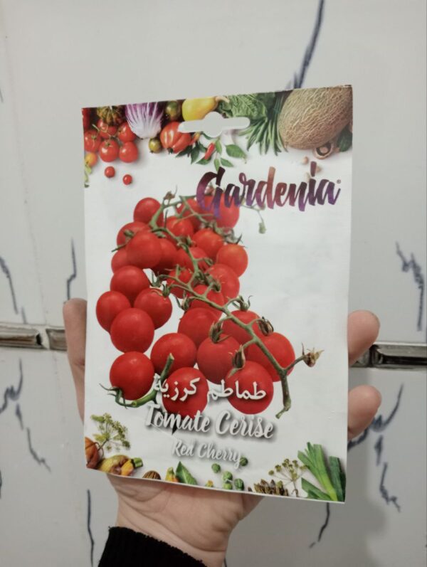 بذور الطماطم الحمراء الكرزية