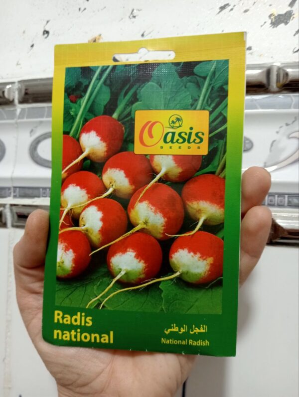 بذور الفجل الوطني