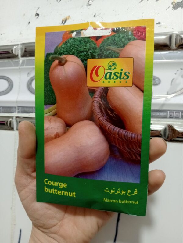 بذور القرع