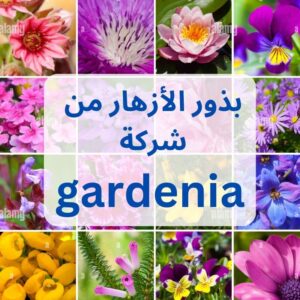 gardenia بدور الأزهار