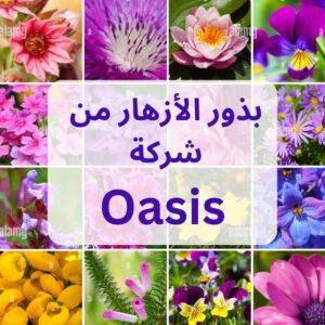 oasis بدور الأزهار