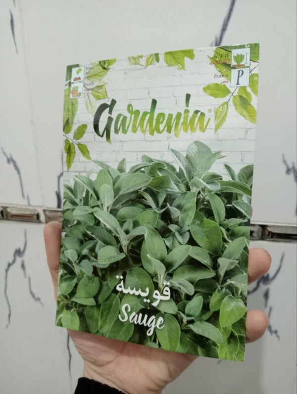 بذور القويسة