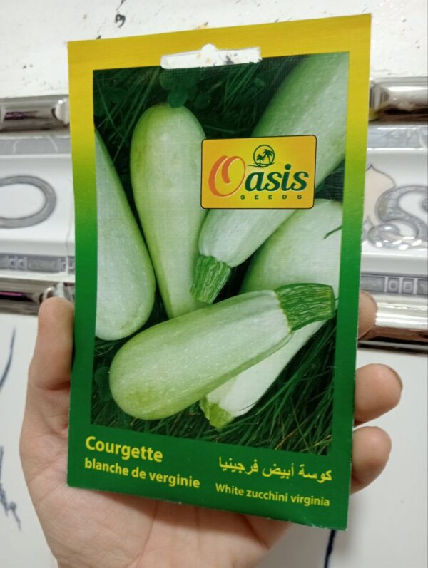 بذور الكوسة البيضاء