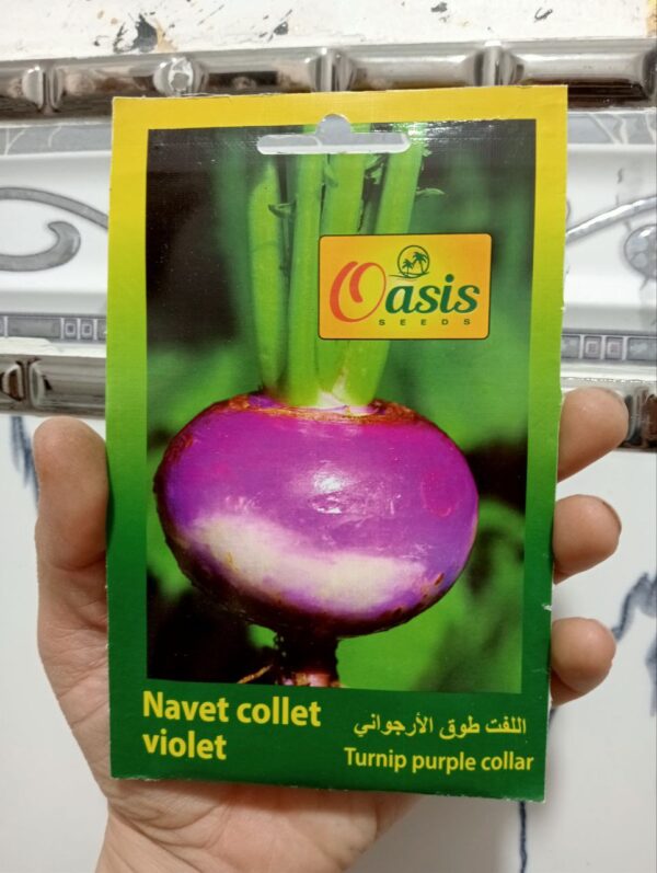 بذور اللفت الأرجواني