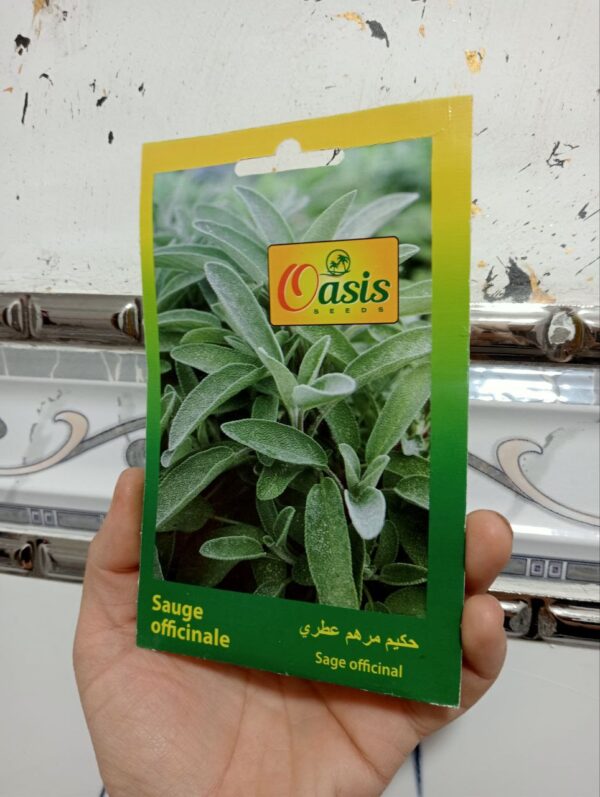بذور المريمية