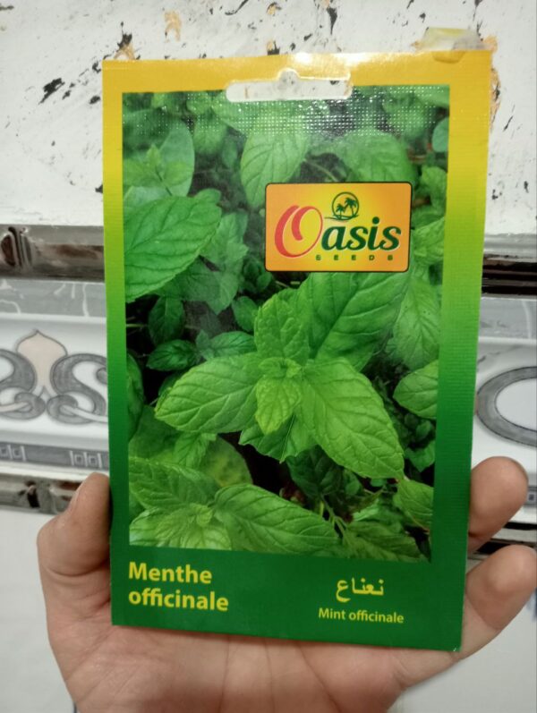 بذور النعناع