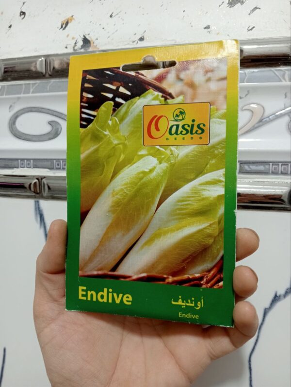 بذور الهندباء