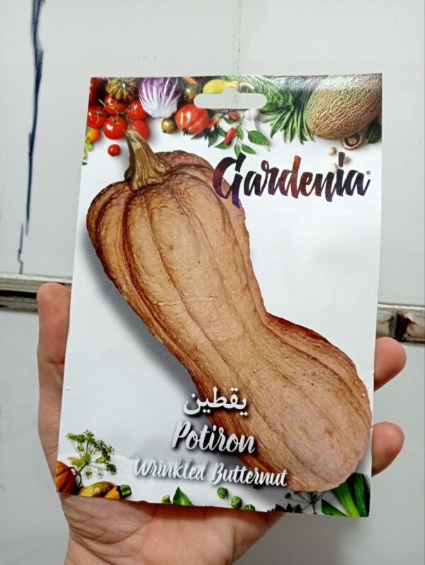 بذور اليقطين المجعد
