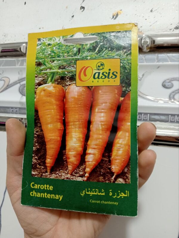 بذور جزرة شانتيناي