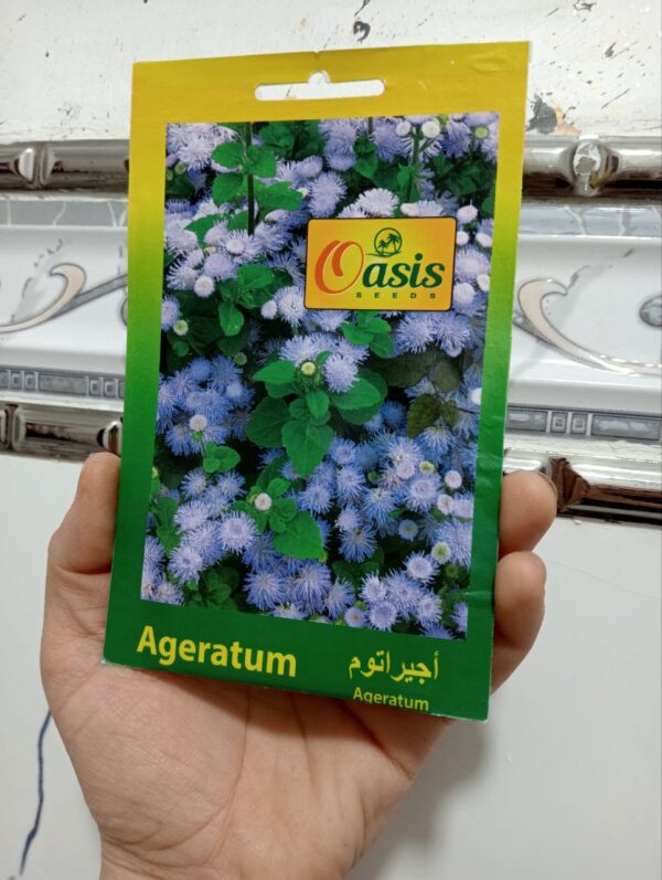 بذور زهرة أجيراتون