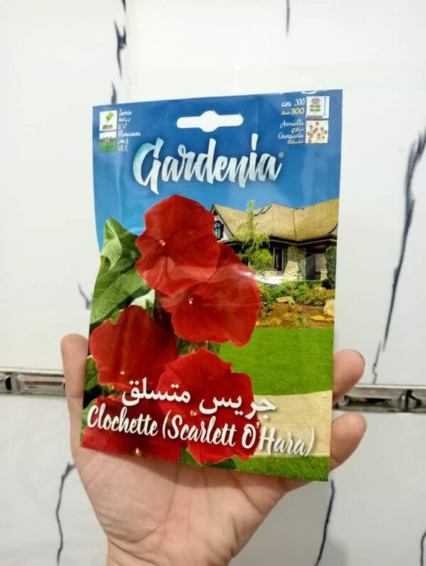 بذور زهرة الجريس المتسلق