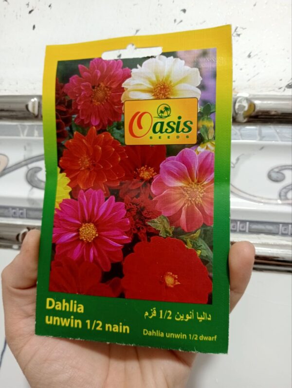 بذور زهرة الداليا