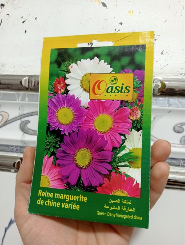 بذور زهرة الملكة دايزي