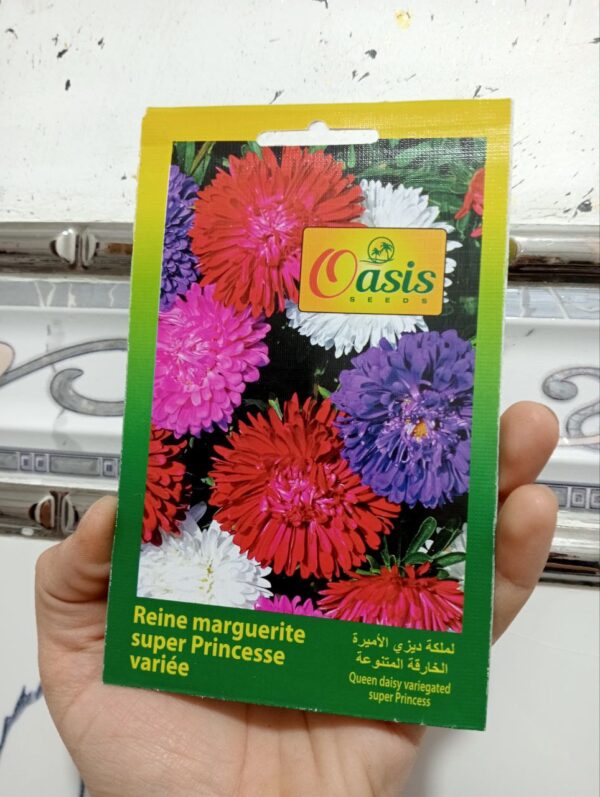 بذور زهرة الملكة دايزي منوعة