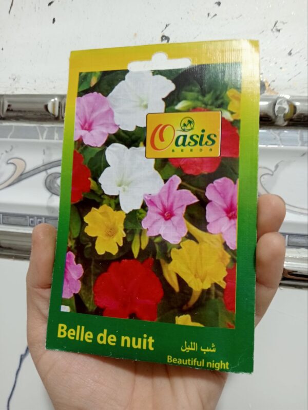 بذور زهرة جميلة الليل