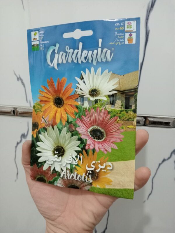 بذور زهرة ديزي الأفريقي