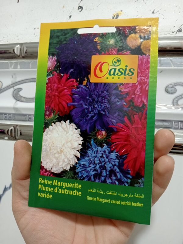 بذور زهرة ريشة النعام