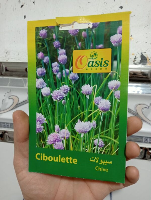 بذور زهرة سيبولات